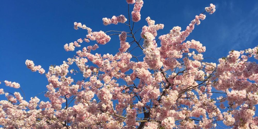 ¡Bienvenida Primavera!