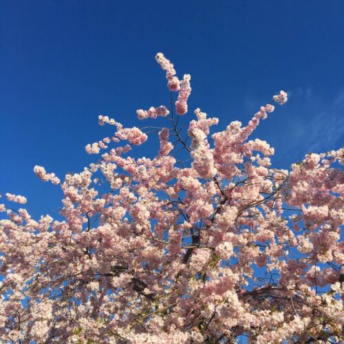 ¡Bienvenida Primavera!