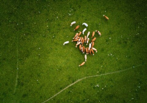 Alimentación y cambio climático: ¿Qué podemos hacer al respecto?