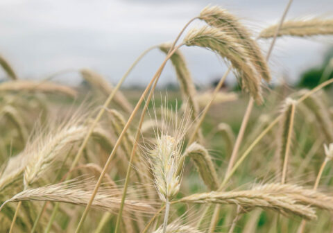 Por qué todos deberíamos cocinar con harinas integrales